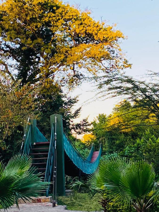 Mara Sweet Acacia