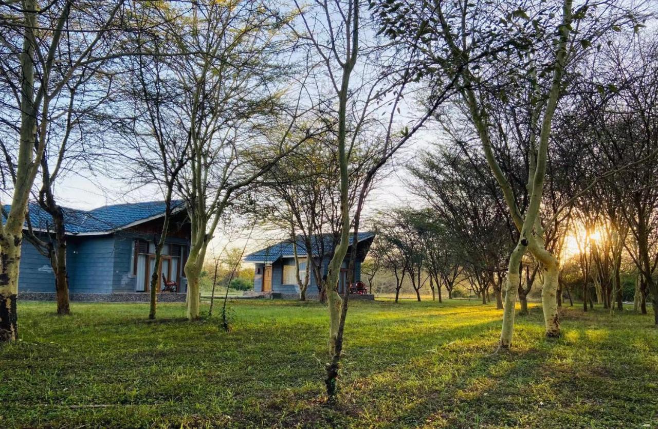 Mara Sweet Acacia